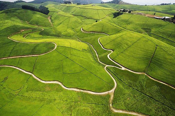 Gisakura Tea Nature